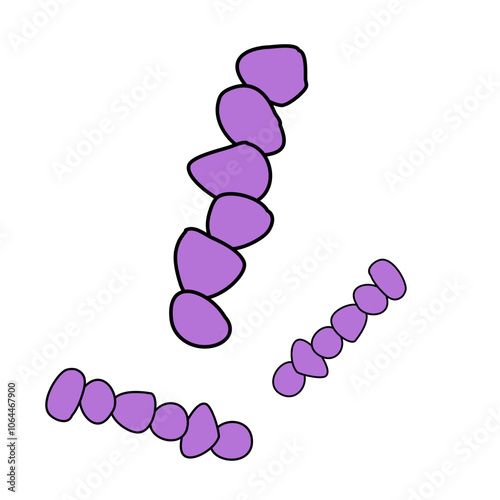 Streptococcus Pneumoniae bacteria under the microscope