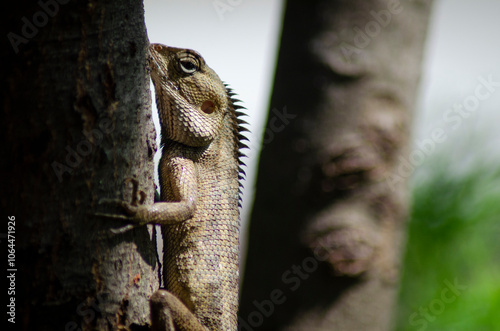 a brown iguana or brown lizard is perched on a tree branch in the middle of a green forest, an exotic appearance similar to an ancient animal which is a family of monitor lizards and Komodo dragons