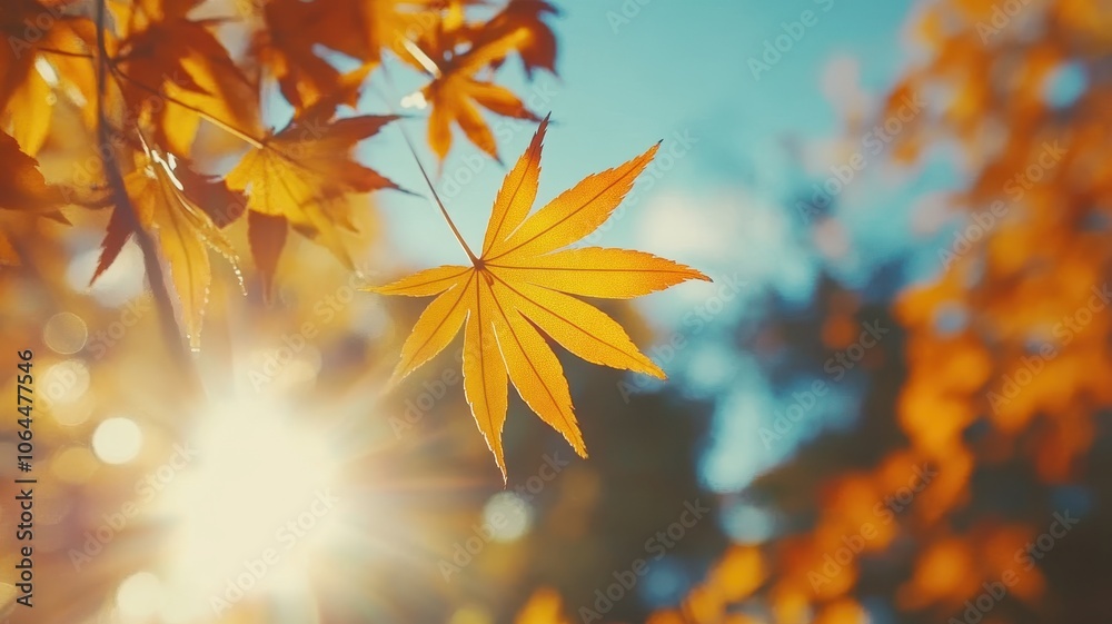 Autumn background with maple leaves and bokeh,Fall blurred background, Yellow and red maple leaves are flying and falling down. Autumnal landscape.water drop on leaf,space for text. Autumn background with maple leaves and bokeh,Fall blurred background, Yellow and red maple leaves are flying and falling down. Autumnal landscape.water drop on leaf,space for text.