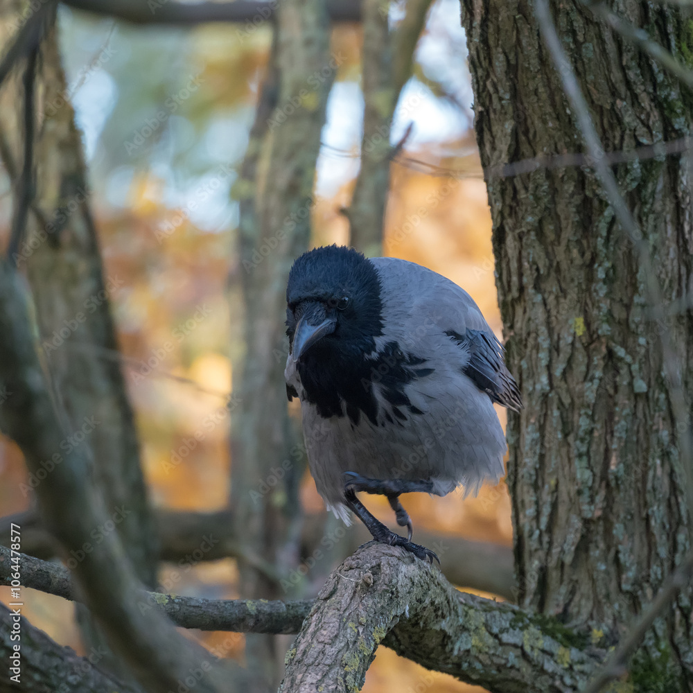 Fototapeta premium portrait of a crow on a tree