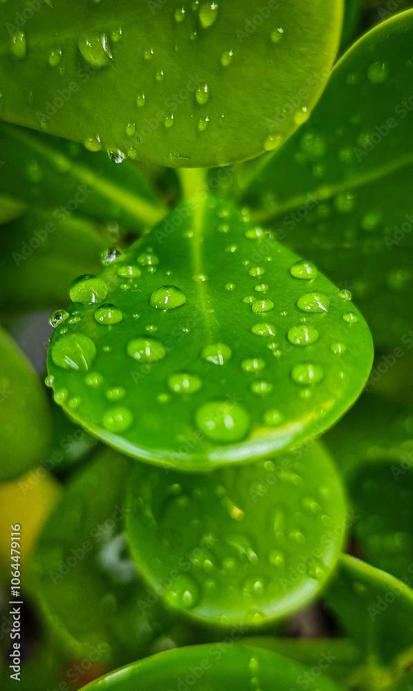 Fototapeta premium leaf with drops