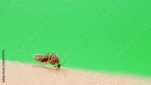 Macro of a Culex quinquefasciatus Mosquito that is a carrier of west nile virus, filarial worm, JE virus, Feeding on Human Skin photo