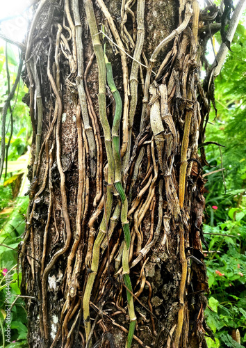 Background of tree