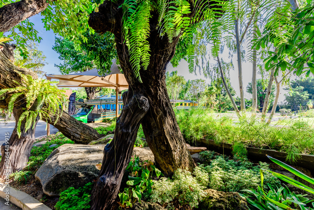 Obraz premium natural background of many species of plants that are laid out in the park, for the propagation of the species and to provide shade for those who stop by while traveling to study the ecology.