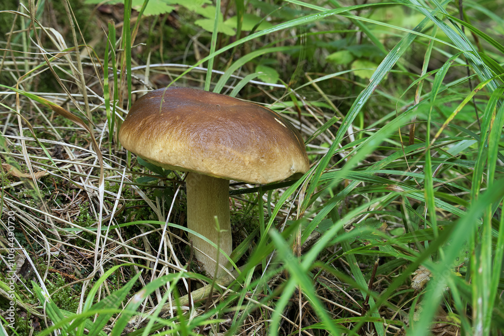 Porcini mushrooms growing naturally in a lush green forest setting Porcini mushrooms growing naturally in a lush green forest setting