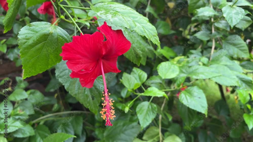 Red jaba or china rose flowers bloomed on the tree. Red jaba or china rose flowers bloomed on the tree.