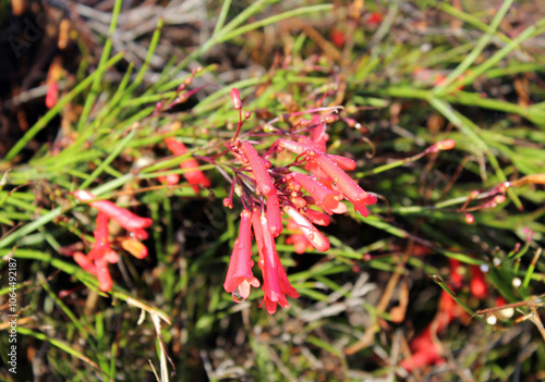 Flowers on a red Firecracker Plant (Russelia) in a garden photo