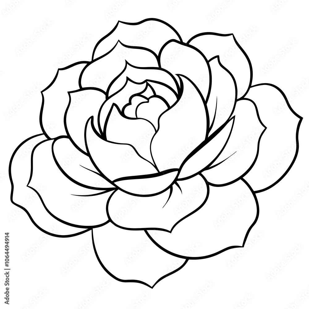illustration of rose illustration of rose