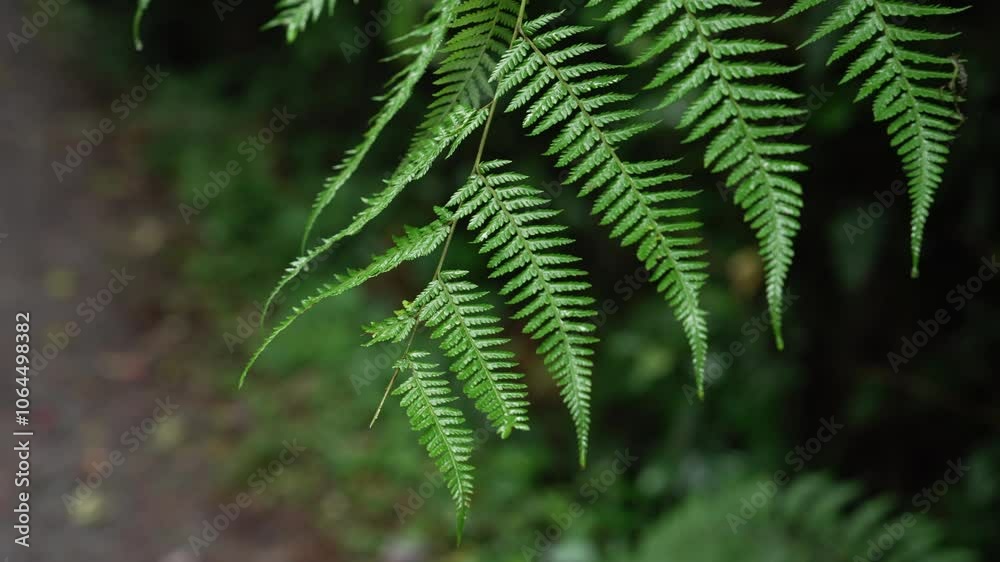 Detalle de helechos mojados bajo la lluvia en un bosque tropical húmedo de Costa Rica