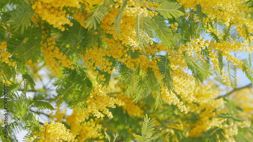 Spring Bunch With Acacia Dealbata. Yellow Mimosa Fluffy Flowers In Sunny Light. Spring Tree. Close up. photo