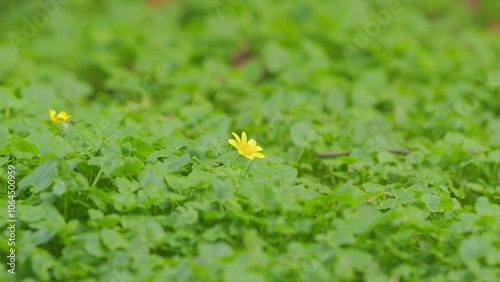 Pilewort Or Ranunculus Ficaria Yellow Spring Flowers. Lesser Celandine. photo