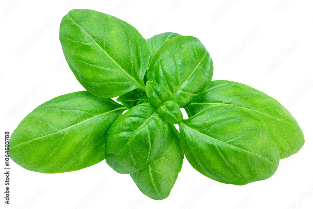 Basil isolated. Flying Organic Basil leaves in the air. Green Basil leaf isolated on white background. Levitation. Food ingredient, design element Top view. Flat lay. Basil isolated. Flying Organic Basil leaves in the air. Green Basil leaf isolated on white background. Levitation. Food ingredient, design element Top view. Flat lay.