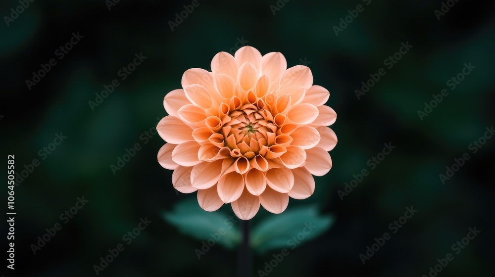 Captivating peach dahlia blooms gracefully amidst lush green backgrounds for stunning floral photography Captivating peach dahlia blooms gracefully amidst lush green backgrounds for stunning floral photography