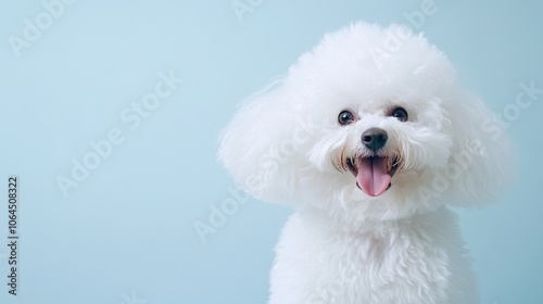 Canvas-taulu Joyful Bichon Frise with Fluffy White Coat
