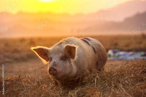 Pig on rice straw at a rural farm after sunset