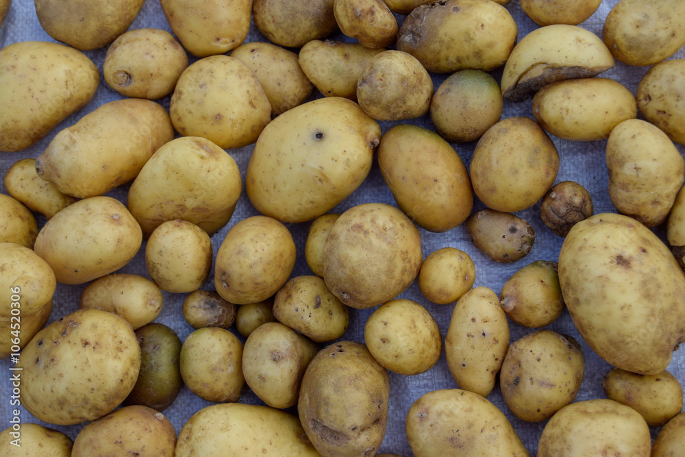 potatoes spread on sacks are drying up potatoes spread on sacks are drying up