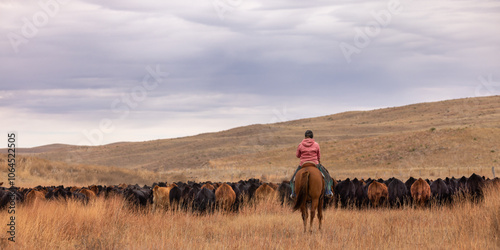Cowgirl on horseback, on the ranch,  moving livestock thru pasture to be shipped