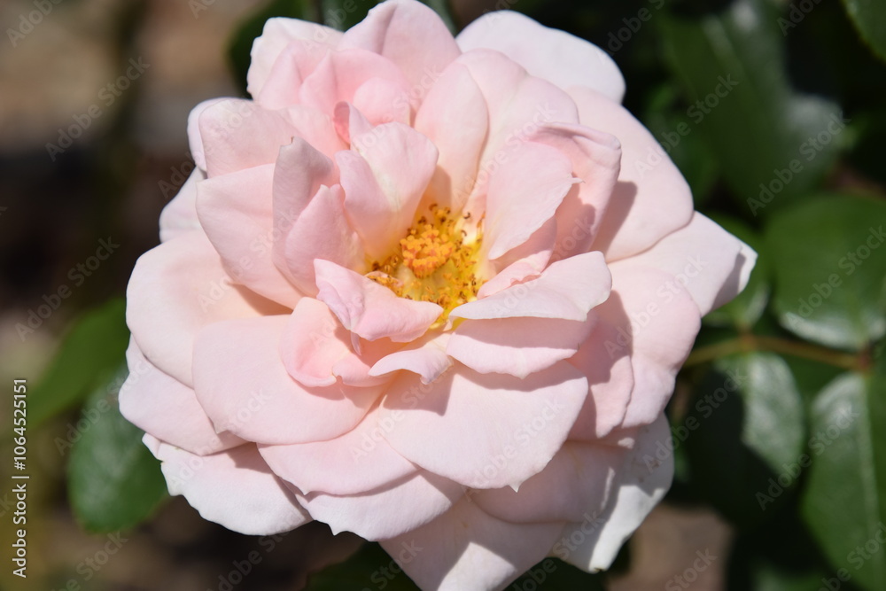 rose garden flowers rose garden flowers