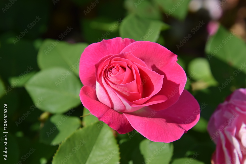 rose garden flowers