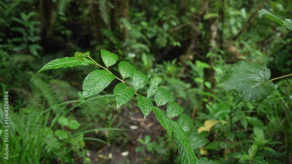 Detalle de hojas verdes cubiertas de gotas de lluvia en un bosque tropical húmedo de Costa Rica