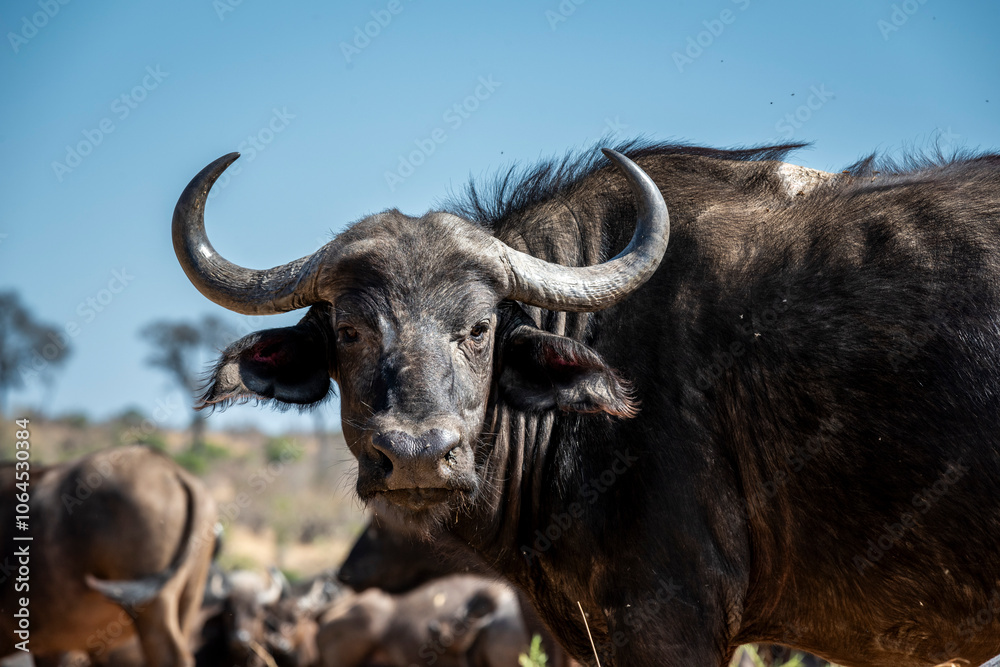 The African buffalo, Syncerus caffer, is a formidable herbivore native to the diverse landscapes of sub-Saharan Africa. These bovines, often referred to as Cape buffalo, Syncerus caffer caffer. The African buffalo, Syncerus caffer, is a formidable herbivore native to the diverse landscapes of sub-Saharan Africa. These bovines, often referred to as Cape buffalo, Syncerus caffer caffer.