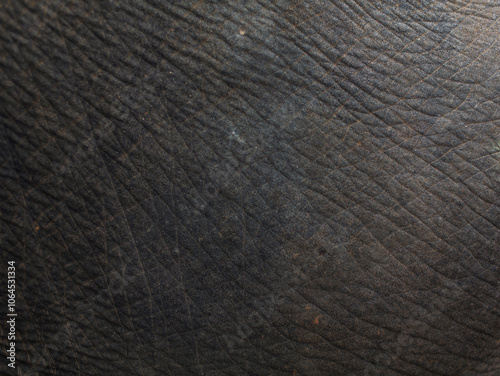 Close-up of elephant skin pattern texture