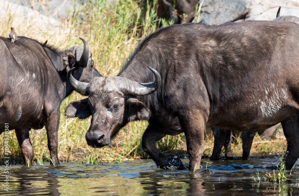 The African buffalo, Syncerus caffer, is a formidable herbivore native to the diverse landscapes of sub-Saharan Africa. These bovines, often referred to as Cape buffalo, Syncerus caffer caffer. The African buffalo, Syncerus caffer, is a formidable herbivore native to the diverse landscapes of sub-Saharan Africa. These bovines, often referred to as Cape buffalo, Syncerus caffer caffer.