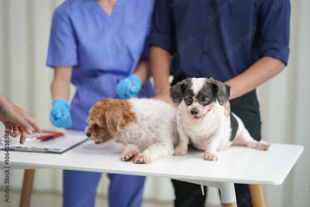 Veterinary clinic A veterinary doctor treats little dogs for annual checkups at a nearby clinic. Veterinary clinic A veterinary doctor treats little dogs for annual checkups at a nearby clinic.