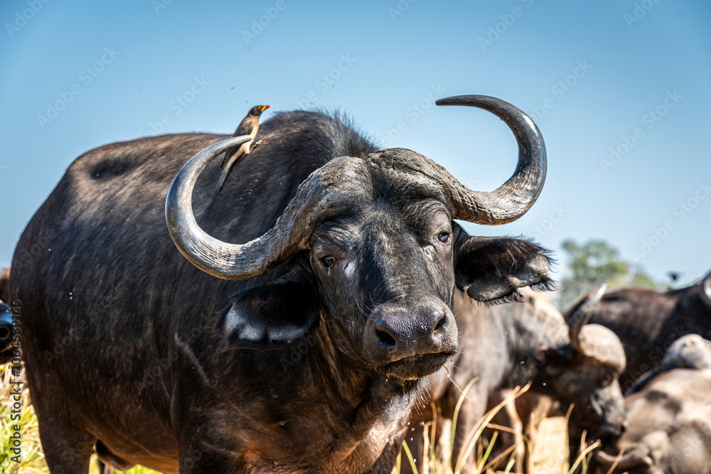 The African buffalo, Syncerus caffer, is a formidable herbivore native to the diverse landscapes of sub-Saharan Africa. These bovines, often referred to as Cape buffalo, Syncerus caffer caffer. The African buffalo, Syncerus caffer, is a formidable herbivore native to the diverse landscapes of sub-Saharan Africa. These bovines, often referred to as Cape buffalo, Syncerus caffer caffer.