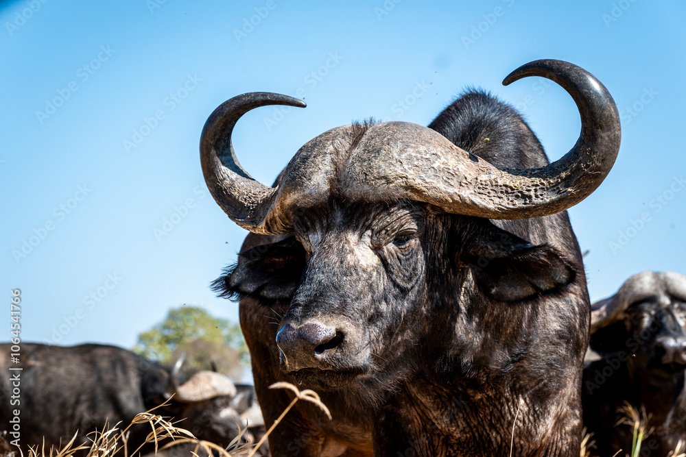 The African buffalo, Syncerus caffer, is a formidable herbivore native to the diverse landscapes of sub-Saharan Africa. These bovines, often referred to as Cape buffalo, Syncerus caffer caffer. The African buffalo, Syncerus caffer, is a formidable herbivore native to the diverse landscapes of sub-Saharan Africa. These bovines, often referred to as Cape buffalo, Syncerus caffer caffer.