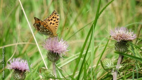 [4K] Butterfly Feeding on Thistle Flower: Early Autumn Nature Scenery with Wild Pink Flowers in Japan 【4K】アザミの花と蝶：初秋の深山で吸蜜する蝶と、風に揺れるピンクの野花。生命の躍動を感じる自然風景 撮影日：20240903-1