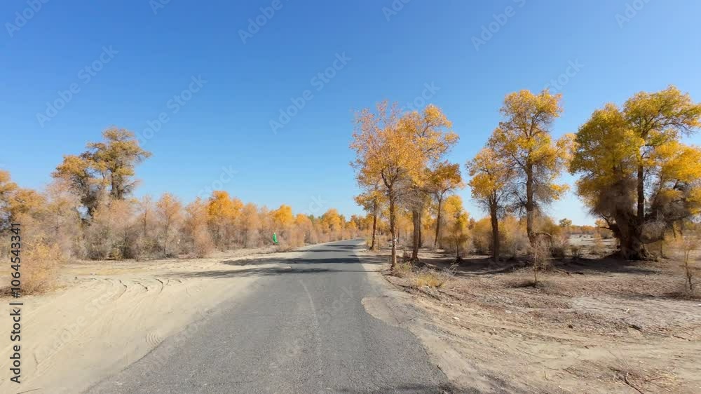 Driving on road passing through populus euphratica forest in Gobi desert with yellow foliage in Tarim Populus euphratica Forest Park, Xinjiang, China, POV front view from the car, 4k real time footage Driving on road passing through populus euphratica forest in Gobi desert with yellow foliage in Tarim Populus euphratica Forest Park, Xinjiang, China, POV front view from the car, 4k real time footage