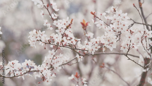 Spring Tree Covered With Flowers. Sweet Red Plums In Summer And Autumn. Branch With Lots Of White Flowers. photo