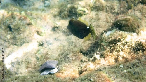 Young Honeycomb filefish or triggerfish (Cantherhines pardalis), belongs to the family Monocanthidae (filefishes), the species is rare in occurrence and has solitary lifestyle, Red Sea photo