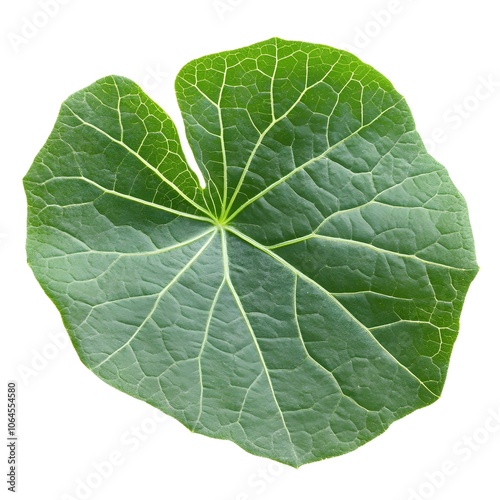 Green Leaf with Veins