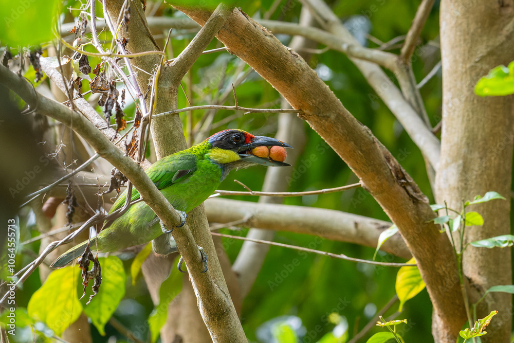 Obraz premium Nature wildlife image of Gold-Whiskered Barbet collecting fruit