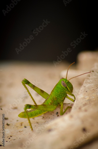 a green and yellow grasshopper perched on a leaf, close-up photo and video