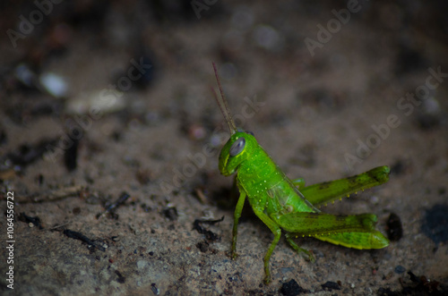 a green and yellow grasshopper perched on a leaf, close-up photo and video