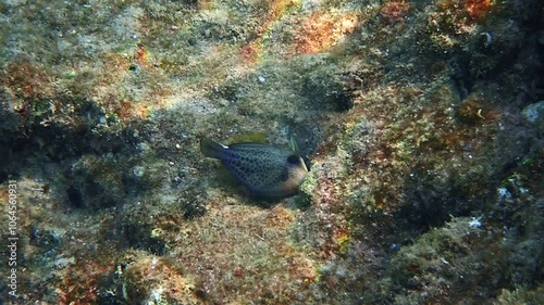 Young Honeycomb filefish or triggerfish (Cantherhines pardalis), belongs to the family Monocanthidae (filefishes), the species is rare in occurrence and has solitary lifestyle, Red Sea photo