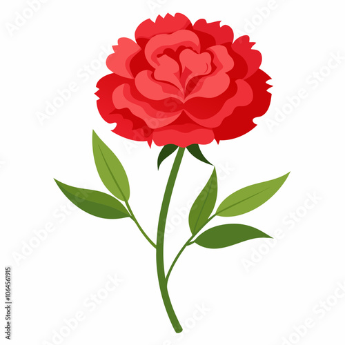 Carnation flower vector illustration on a white background