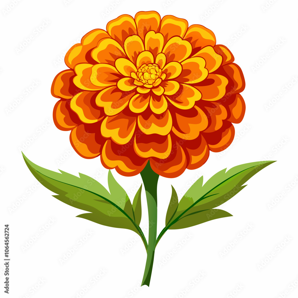 Marigold flower vector illustration on a white background Marigold flower vector illustration on a white background