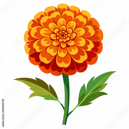 Marigold flower vector illustration on a white background