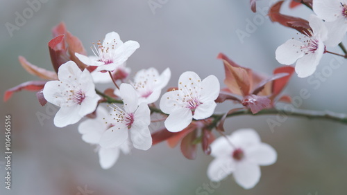 Flowering Plum Tree. Young Small Cherry Flowers On Branches. Purple Leaf Plum Flower In Sunlight. photo