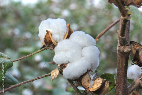 A close-up image of ripe cotton bolls ready for harvest, displaying their fluffy white fibers emerging from the plant. Perfect for agriculture, textile, and organic farming content.