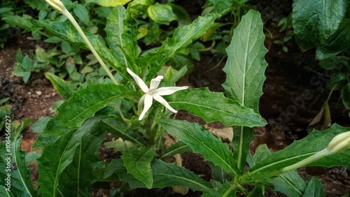 flower in the garden