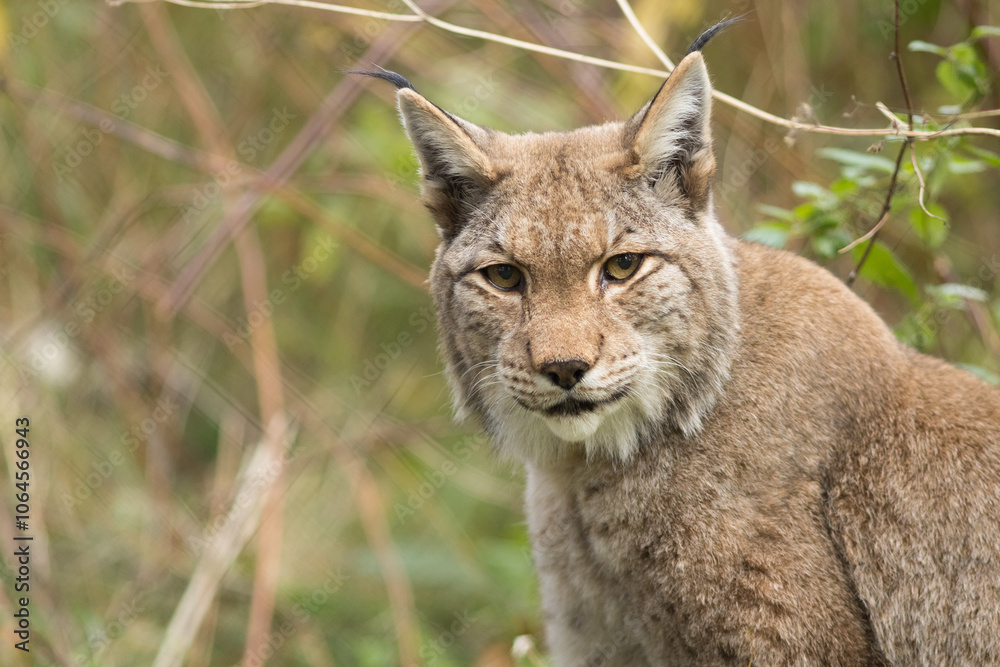 Fototapeta premium Eurasian lynx, lynx, lynx lynx, real photo, appearance, characteristics, vegetation, background