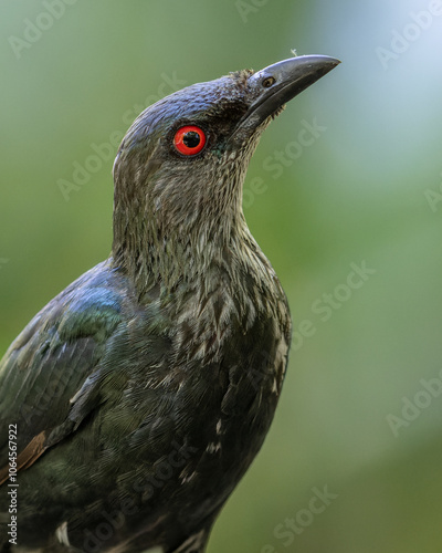 Asian Glossy Starlings bird standing on perch photo