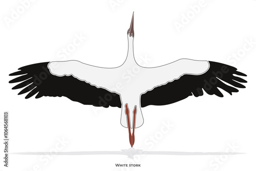 
Storks are large, long-legged, long-necked wading birds with long, stout bills.