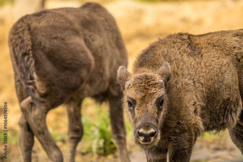 bison calf, wisent, european, bison, bonasus, young bison, eye contact, brown, young, cute bison calf, wisent, european, bison, bonasus, young bison, eye contact, brown, young, cute