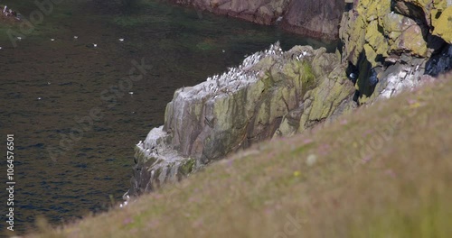 shot of Guillemots nesting and flying around on McTaggarts rock at the Mull of Galloway photo